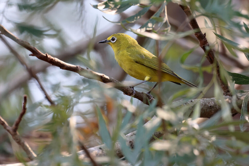 Zostérops d'Angolaadulte