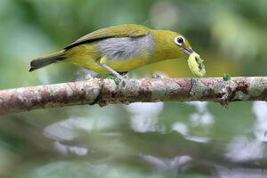 Zostérops d'Everett