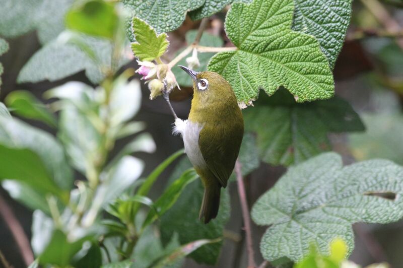 Sri Lanka White-eye