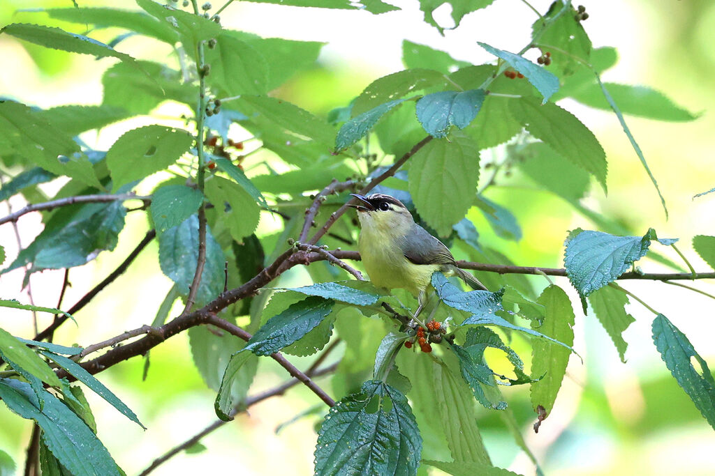 Crested White-eyeadult