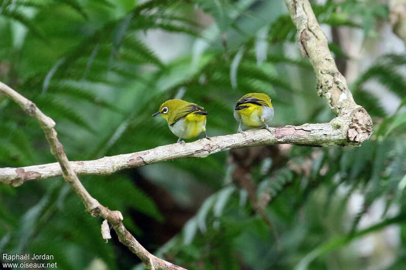 Sangkar White-eye