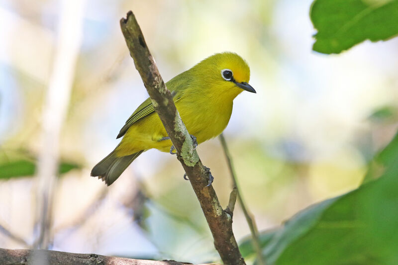 Pemba White-eyeadult