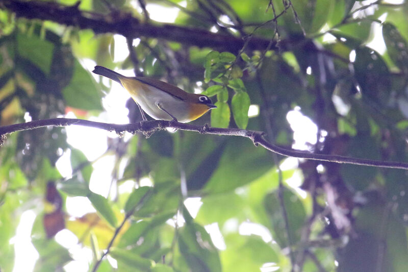 Black-fronted White-eyeadult, identification