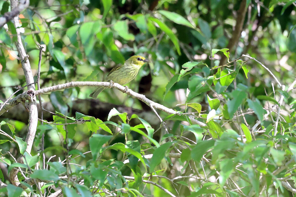 Spot-breasted Heleia
