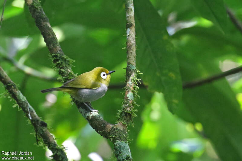 Taita White-eyeadult, habitat, pigmentation