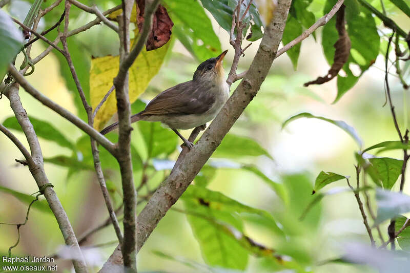 Zostérops du Calabarzon, identification