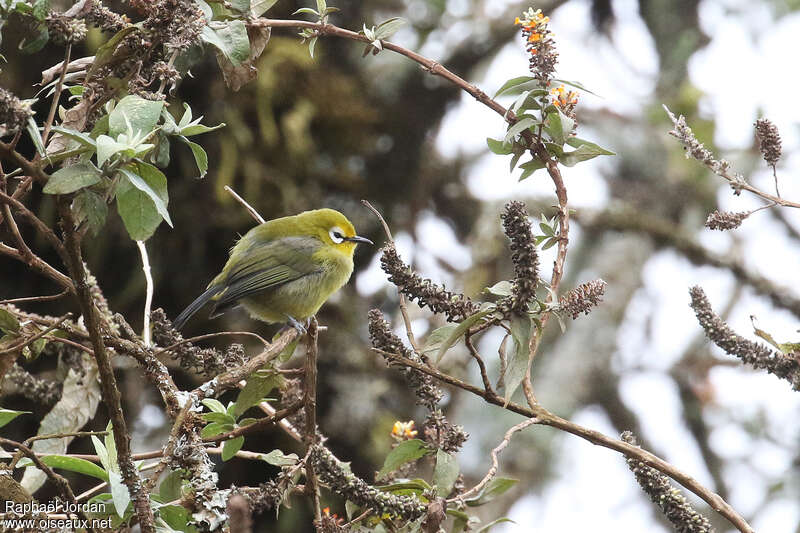 Mbulu White-eyeadult, identification