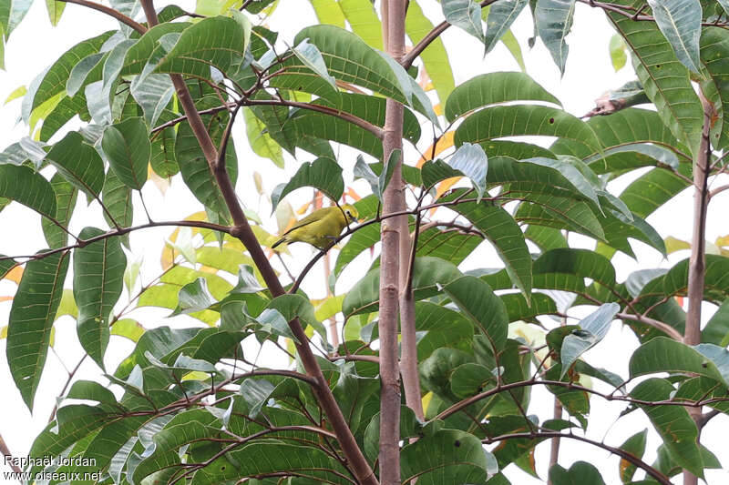 Forest White-eye