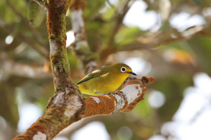 Yellowish White-eye