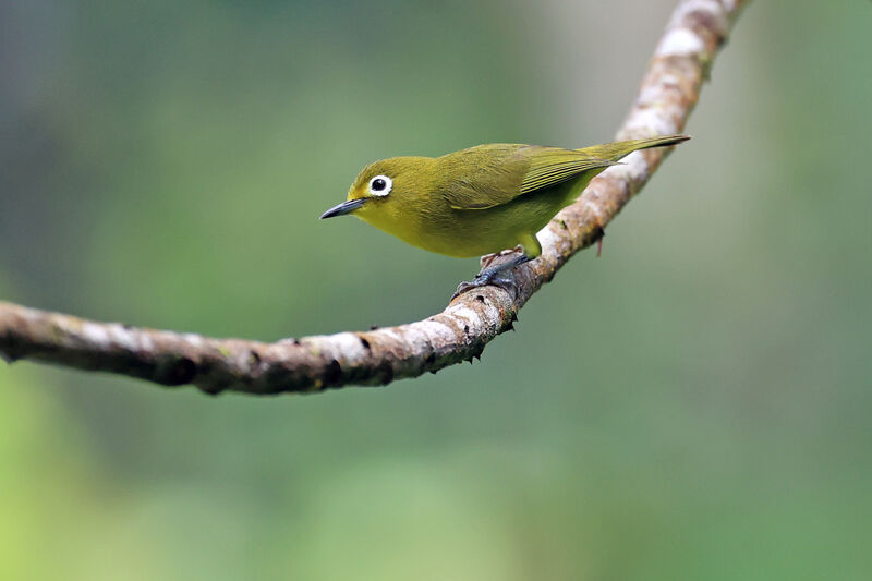 Yellowish White-eye