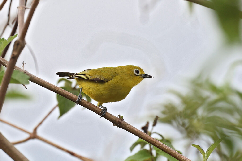 Zostérops pâle