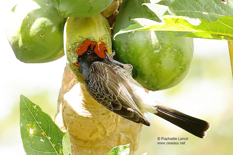 Red-vented Bulbuladult, eats