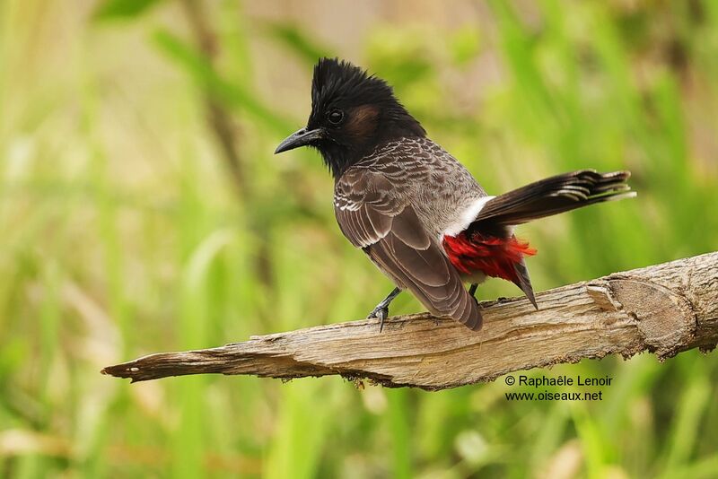 Red-vented Bulbuladult