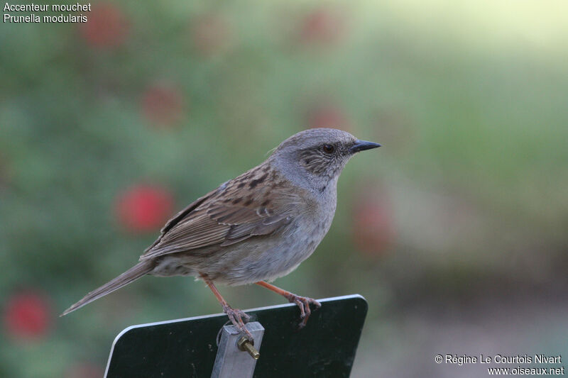 Dunnock, identification