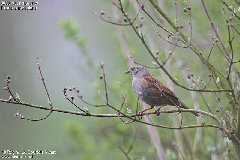 Dunnock