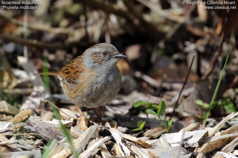 Dunnock