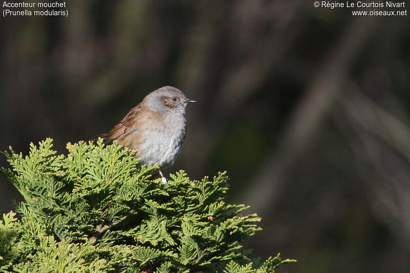 Dunnock