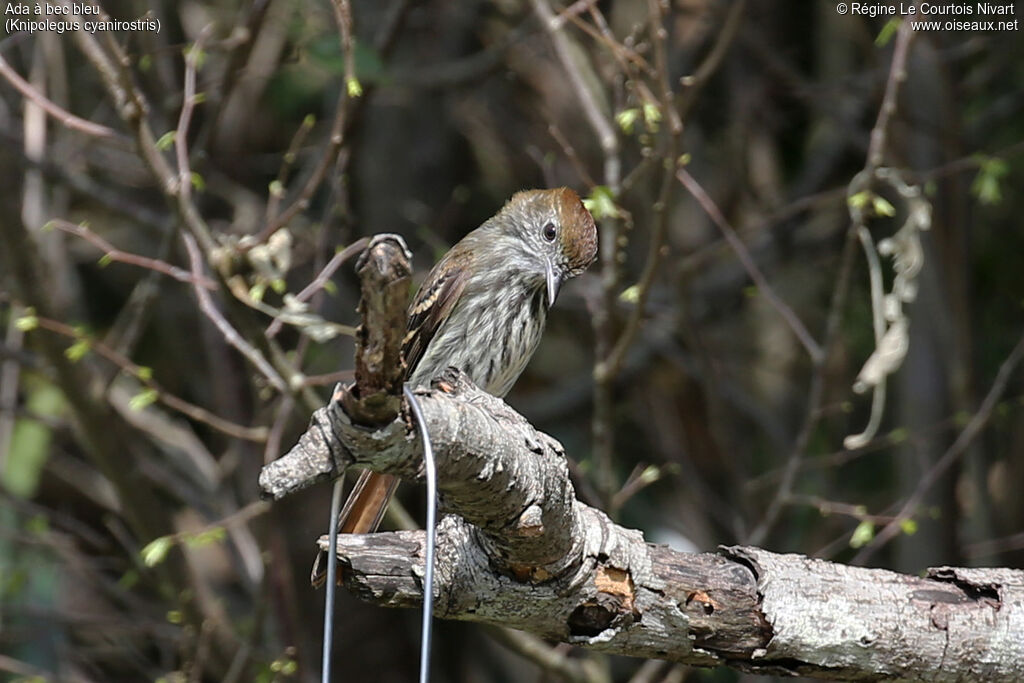 Ada à bec bleu femelle