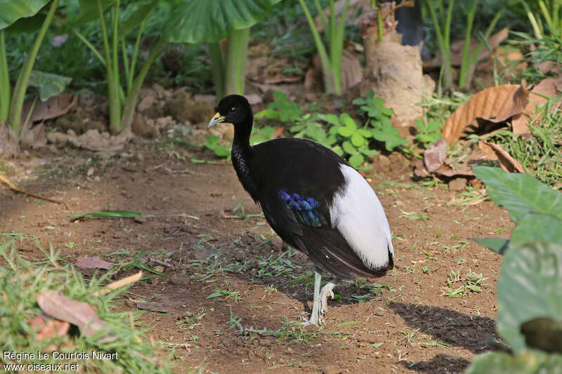 Pale-winged Trumpeteradult, identification