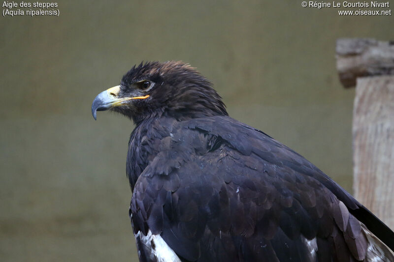 Aigle des steppes