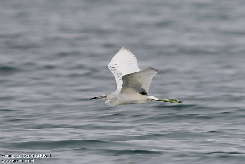 Little Blue Heronimmature, pigmentation, Flight