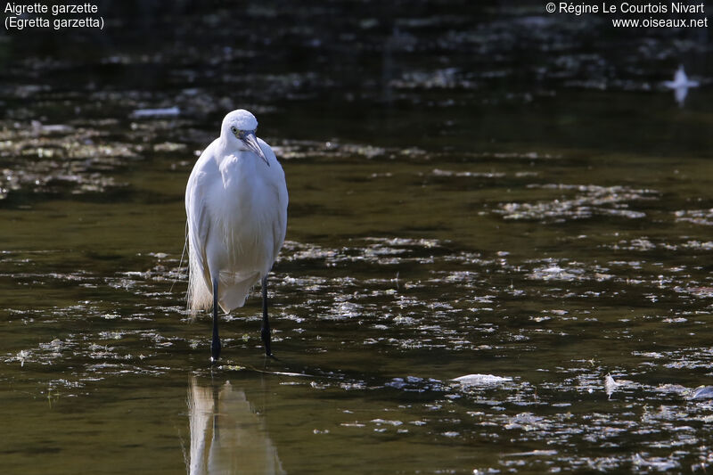 Aigrette garzette