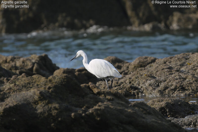 Little Egret