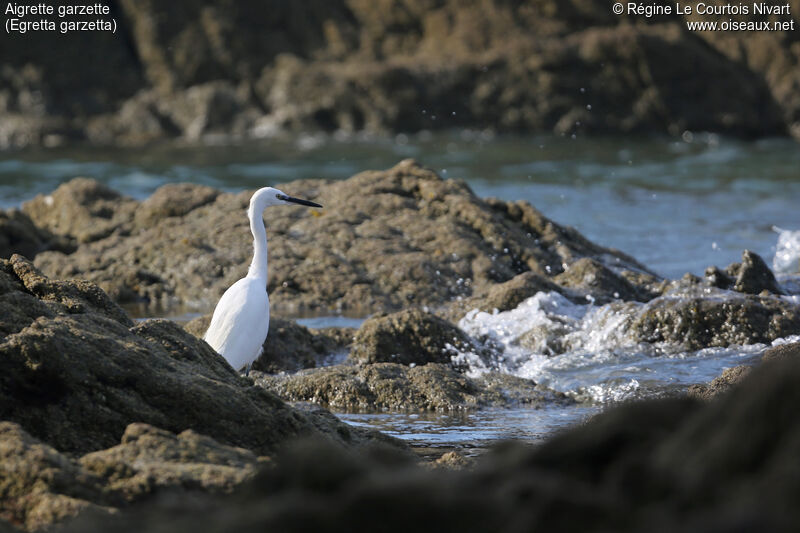 Aigrette garzette