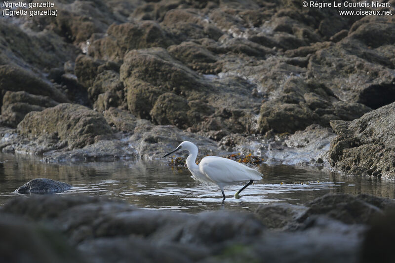 Little Egret