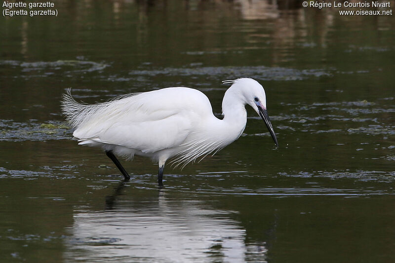 Aigrette garzetteadulte nuptial