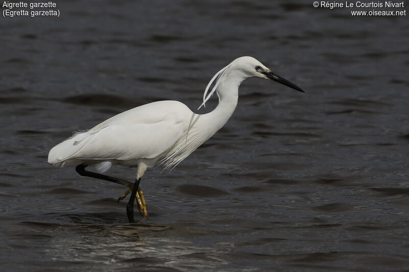 Aigrette garzette