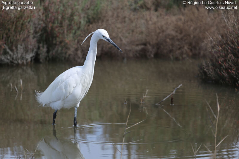 Aigrette garzette