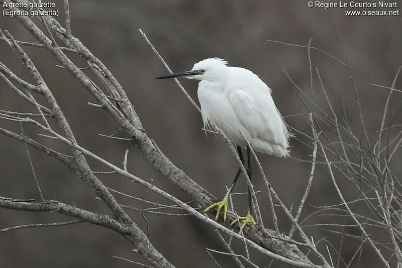 Aigrette garzette