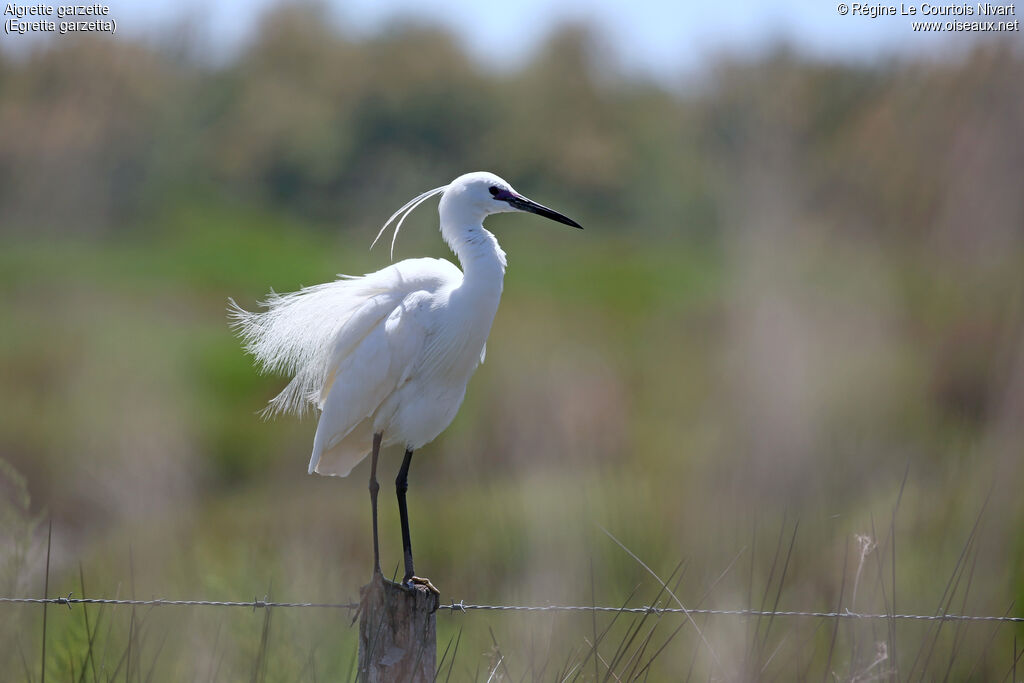 Aigrette garzetteadulte nuptial