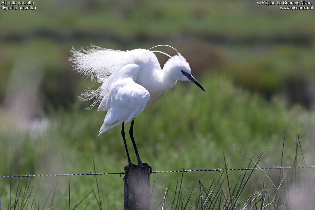 Little Egretadult breeding