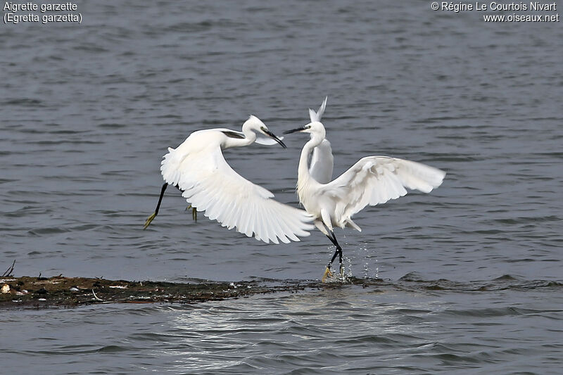 Aigrette garzette