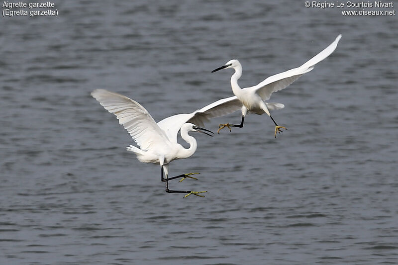 Little Egret