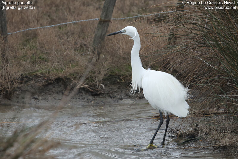 Aigrette garzette