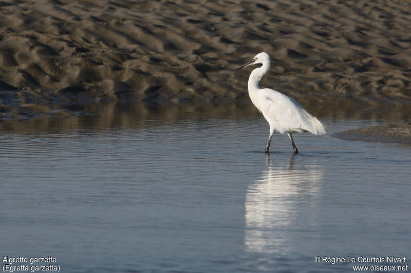 Little Egret