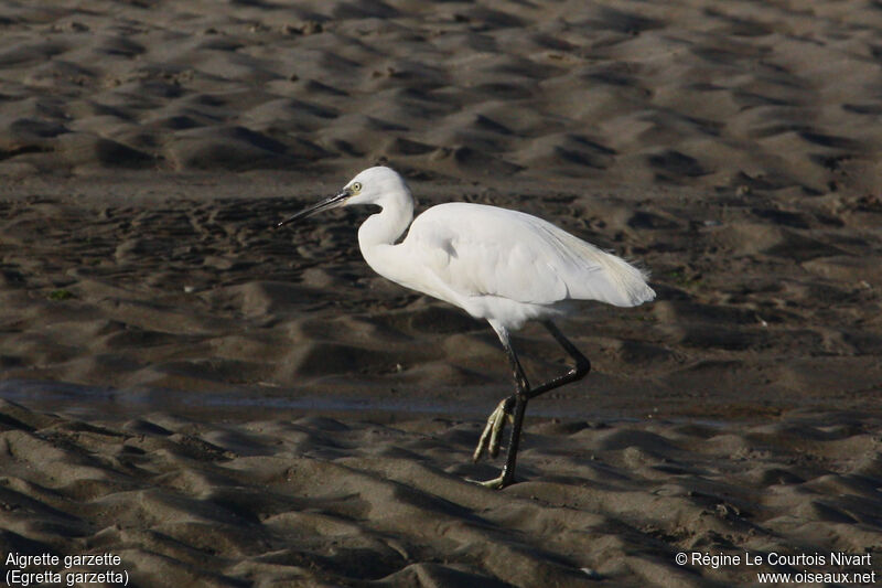 Aigrette garzette