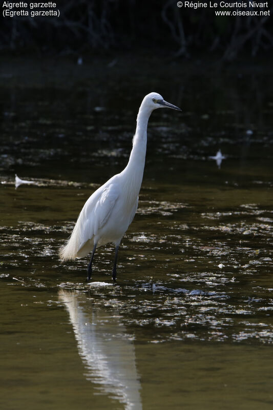 Little Egret