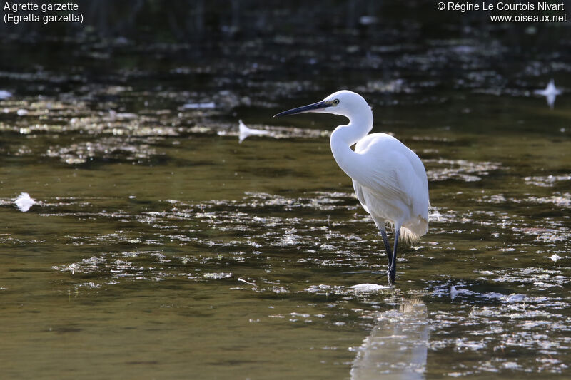 Aigrette garzette