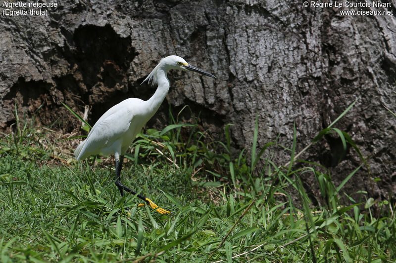 Snowy Egret