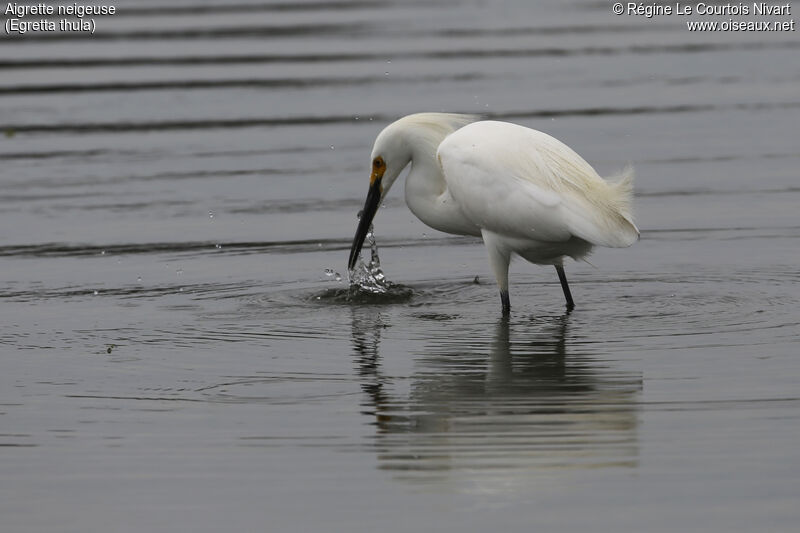 Aigrette neigeuse