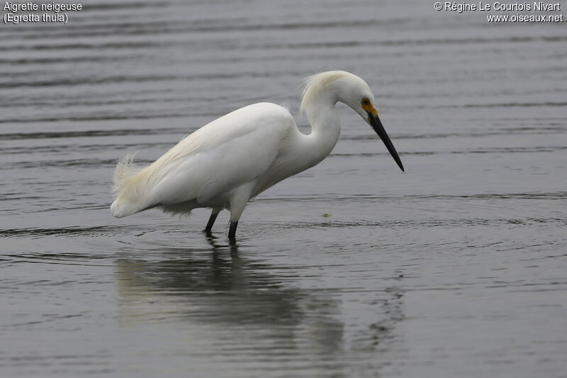 Aigrette neigeuse