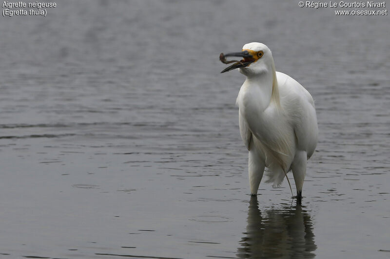 Aigrette neigeuseadulte, habitat, régime, mange