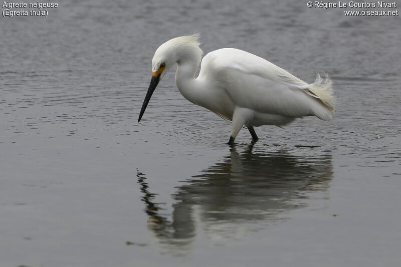 Aigrette neigeuse