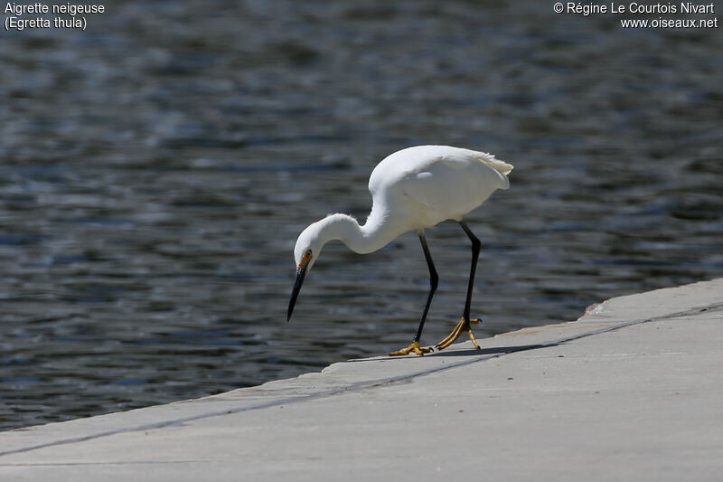 Aigrette neigeuse