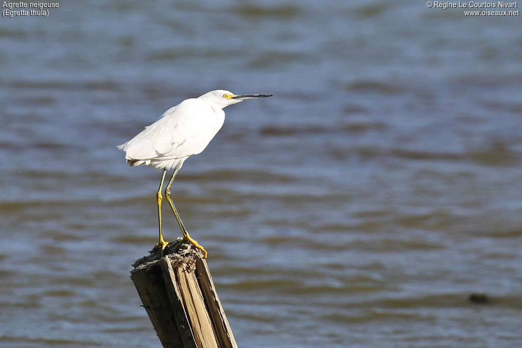 Aigrette neigeuse