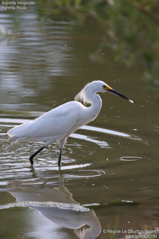 Aigrette neigeuse